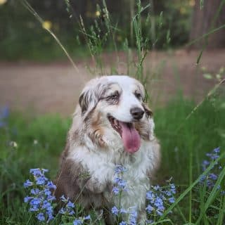 Bella, Therapy Dog