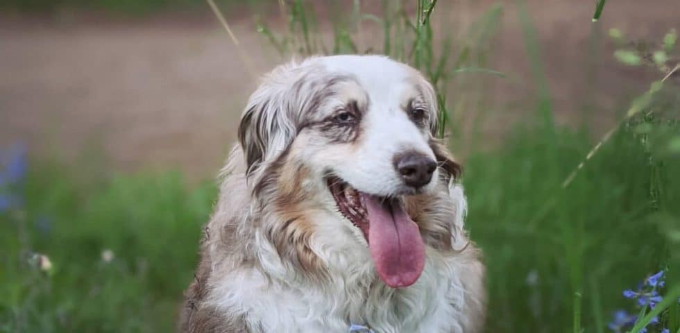 Bella, Therapy Dog