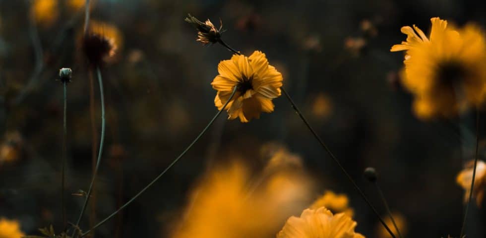 Wild flowers